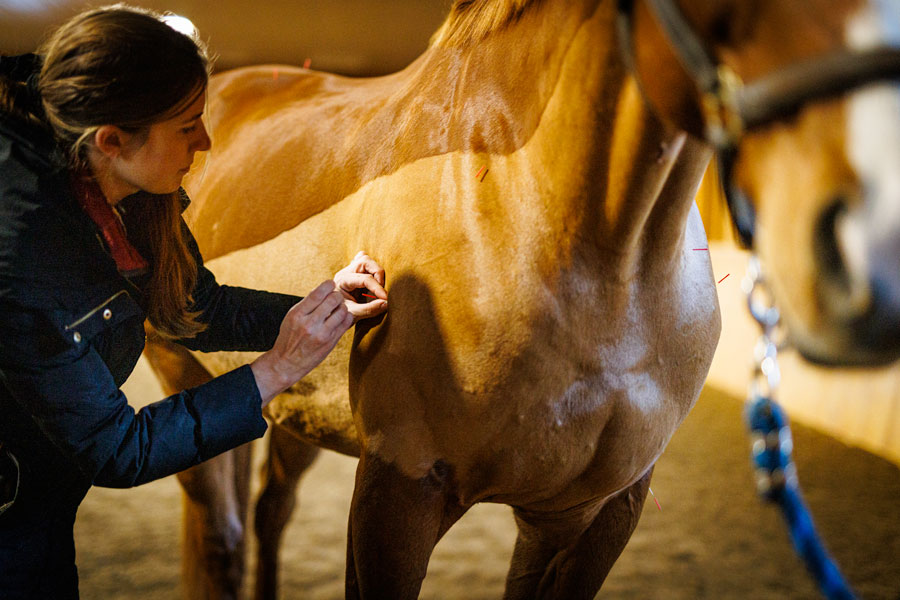 Chestnut horse with black and white paint on its body outlining a skeleton.