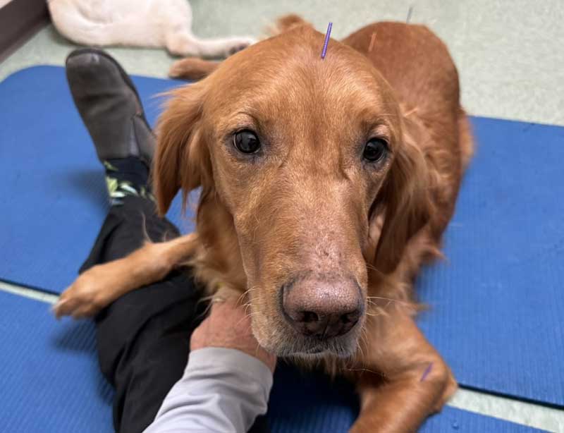 Young dog lying down with acupuncture needles in his head and back.