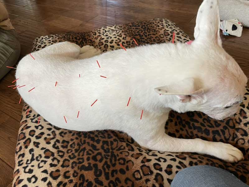 Young dog lying down with acupuncture needles in his head and back.
