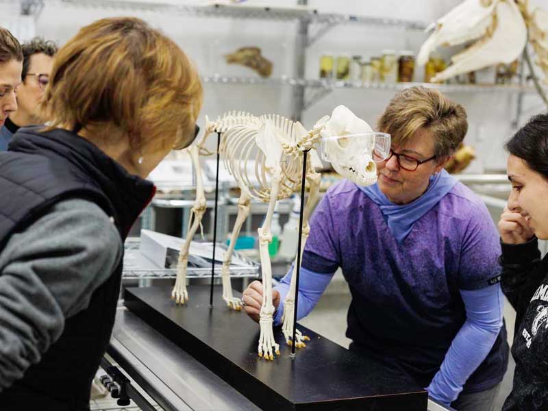 Dr. Bonnie Wright, DVM, teaching acupuncture points on a canine skeleton to a group of students. .