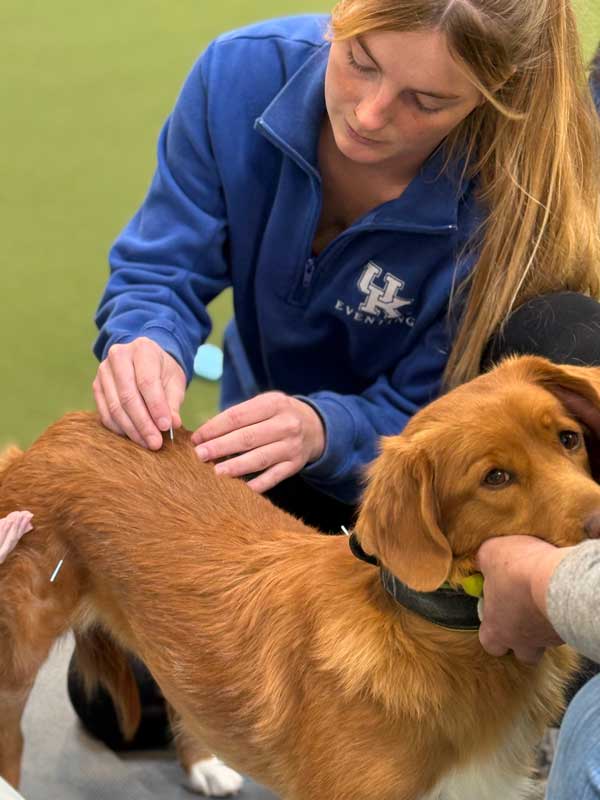Three students with a faculty member practicing acupuncture on a small dog. 