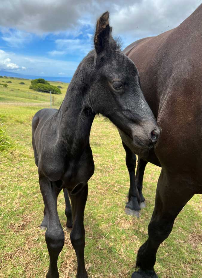 black foal
