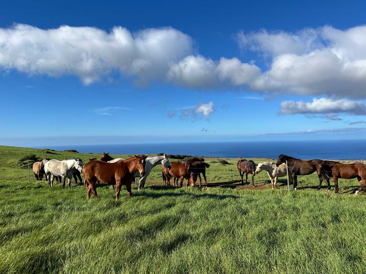 Herd of horses gathered in a grassy area with a view of the ocean in the background.