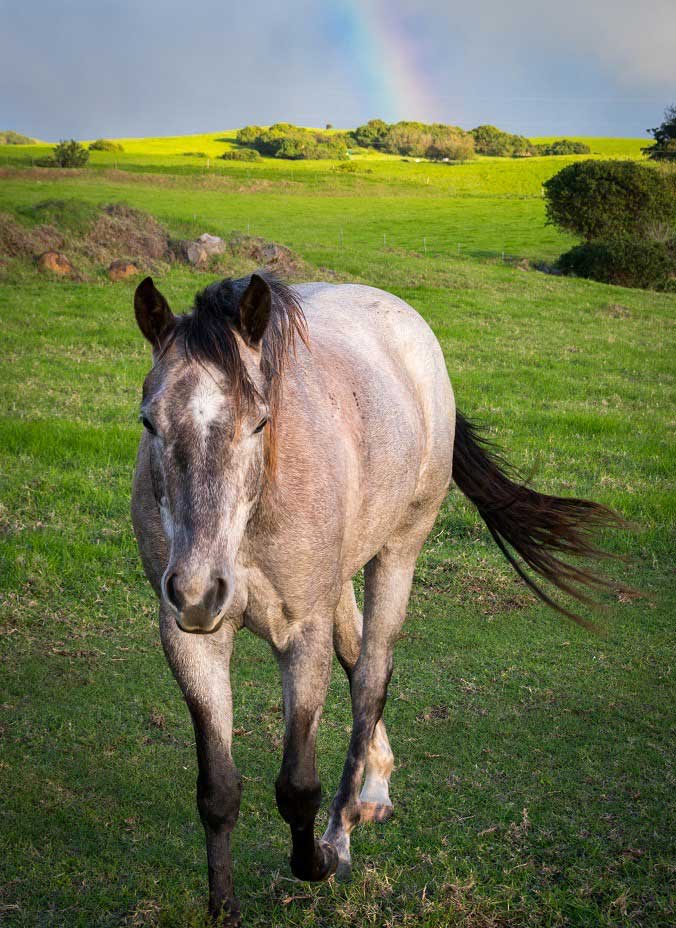 One horse in emerald green field with a rainbow in the background