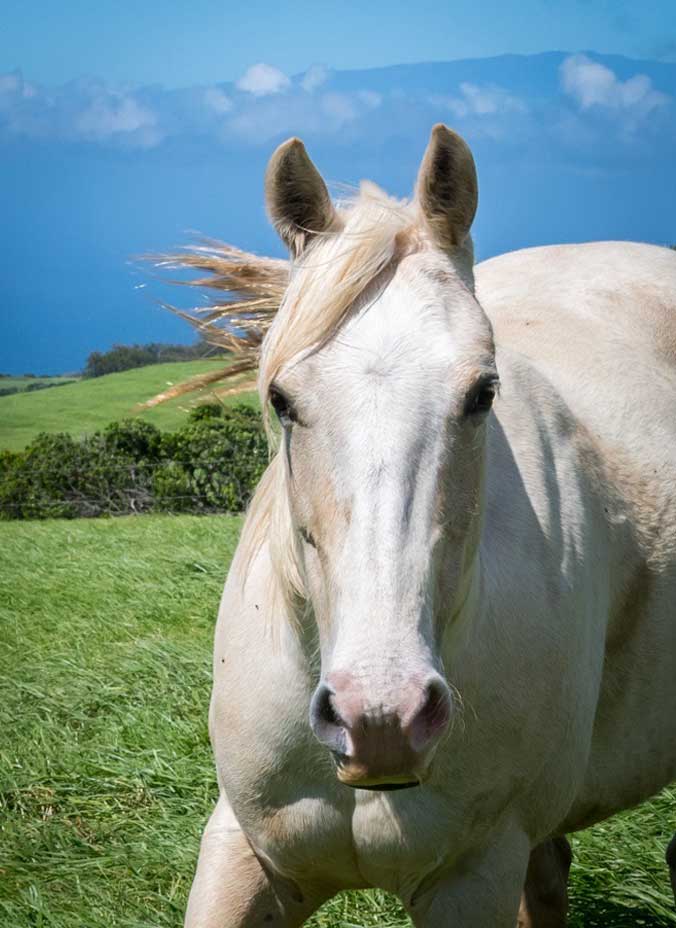 white horse mountains background