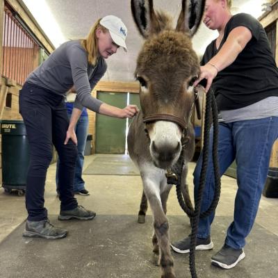 Veterinarian using acupuncture on donkey