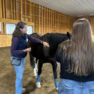 Veterinarian using acupuncture on horse