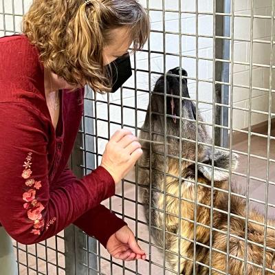 Hyena Acupuncture