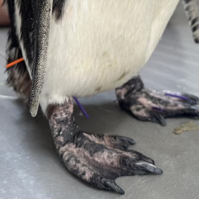 Penquin foot 